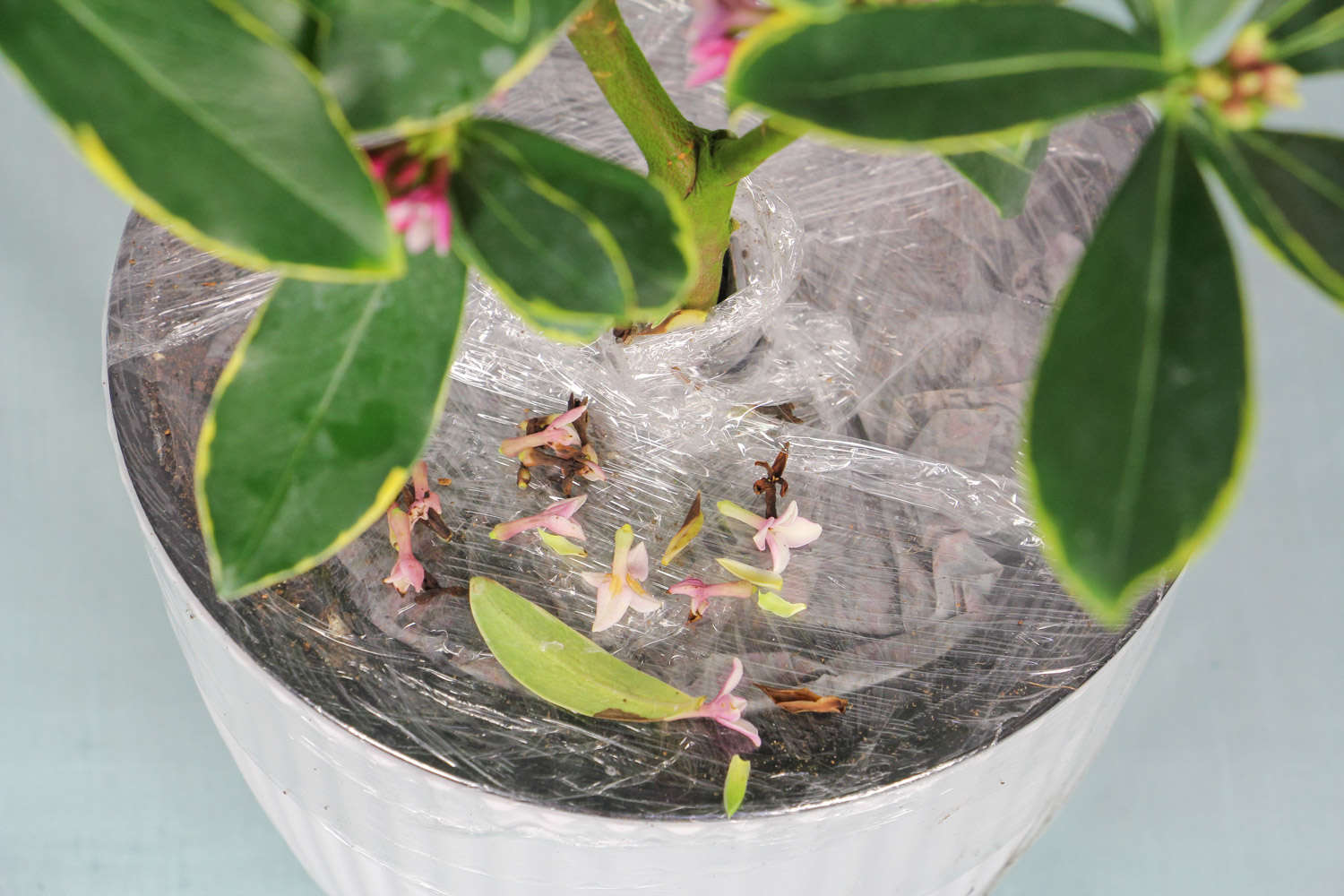 金边瑞香 金边瑞香