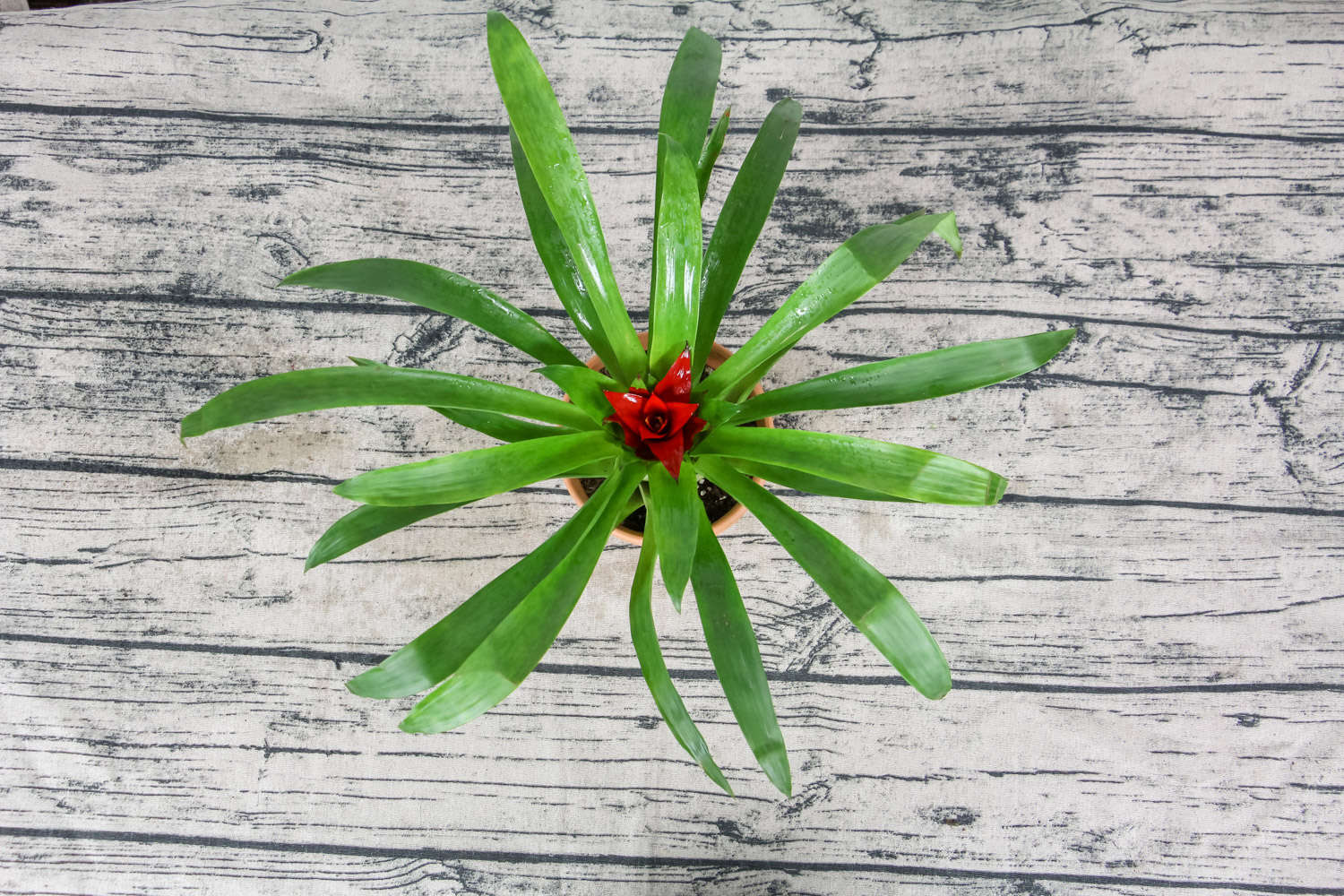 鸿运当头 鸿运当头