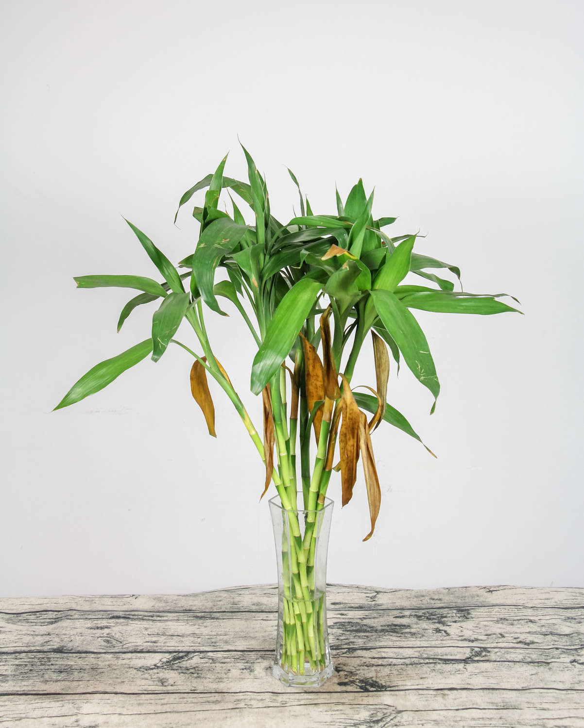 富贵竹怎么摆放比较好