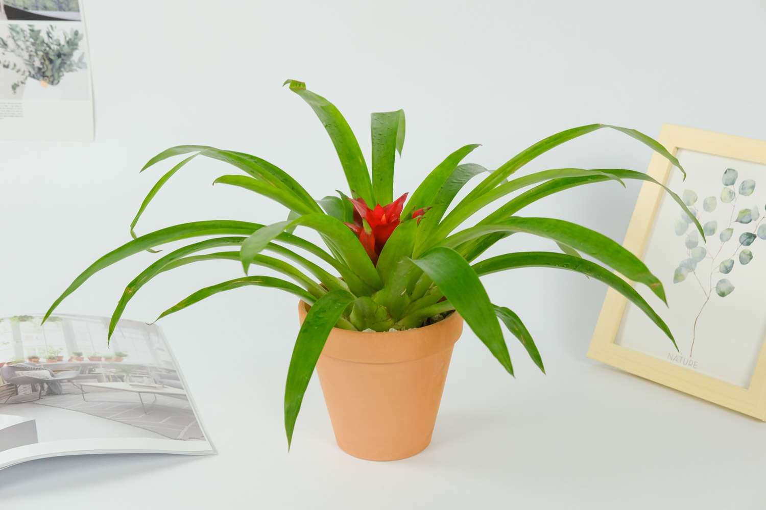 鸿运当头 鸿运当头