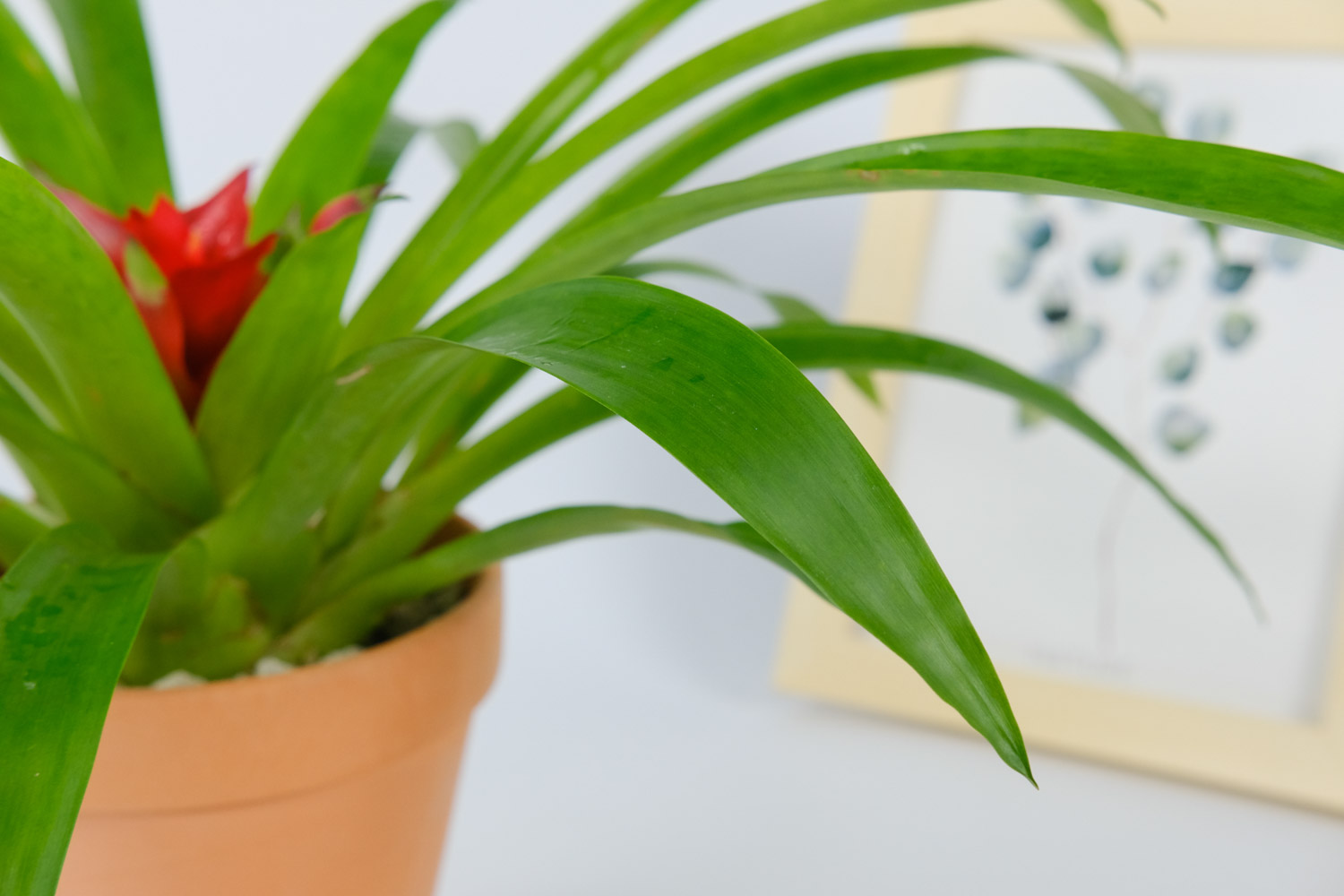 鸿运当头 鸿运当头