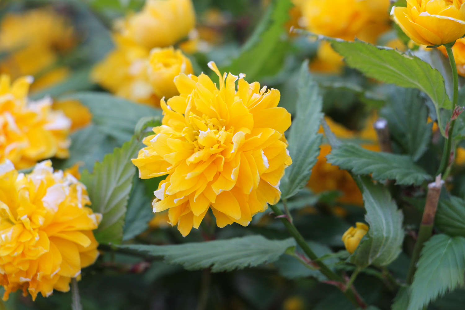 棣棠花的花语和传说