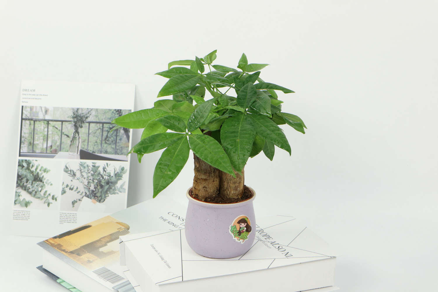 门口放什么植物招财