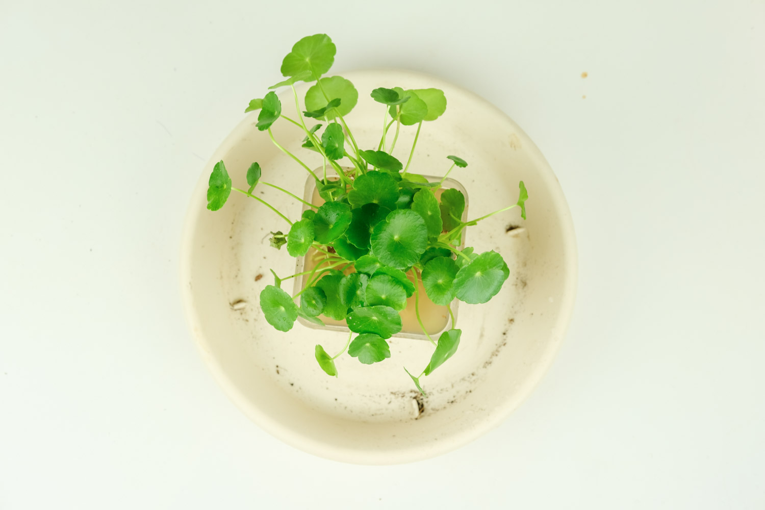 铜钱草放在什么位置好