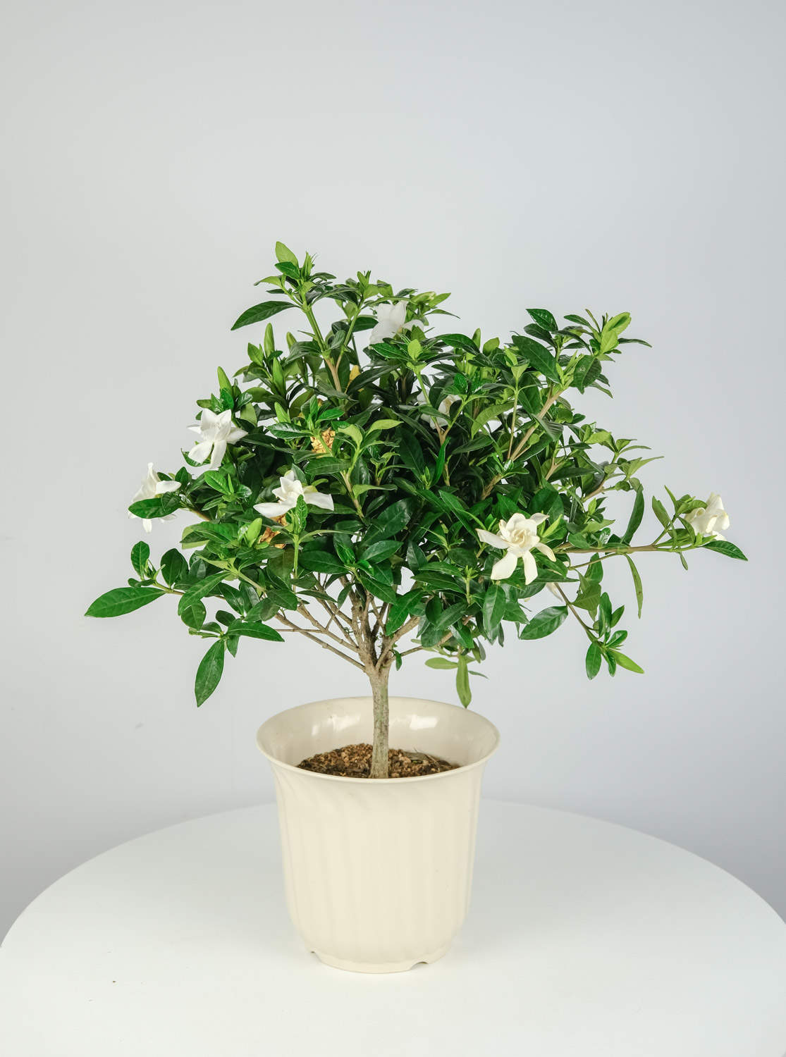 栀子花用什么水浇最好