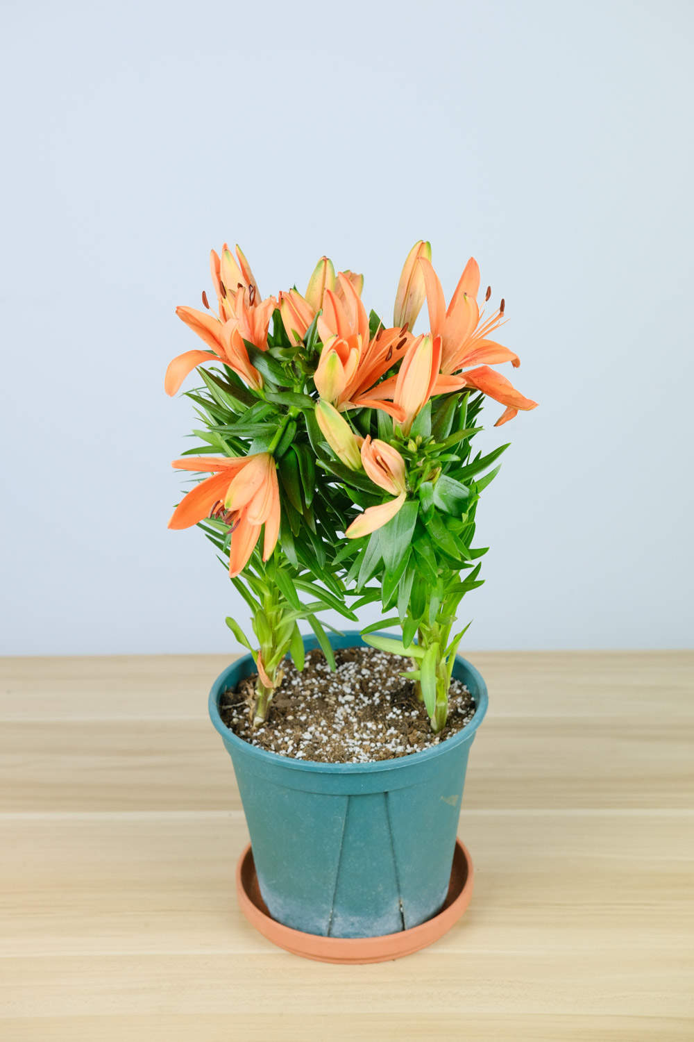 百合花的花语是什么，百合花象征着什么