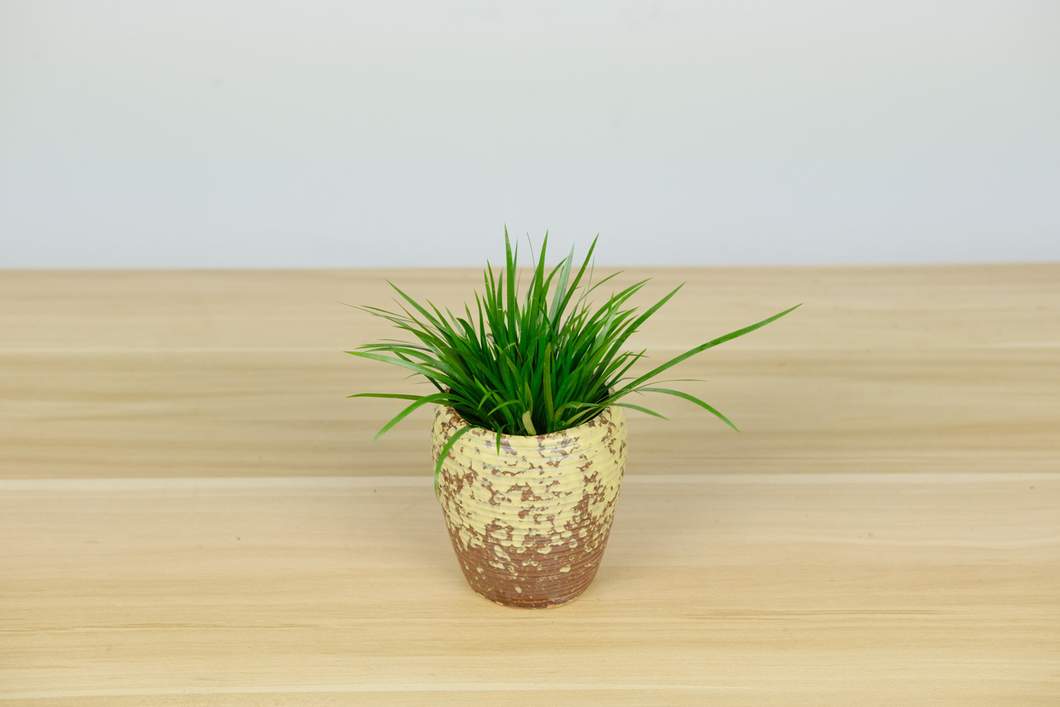 菖蒲盆景怎么过冬？