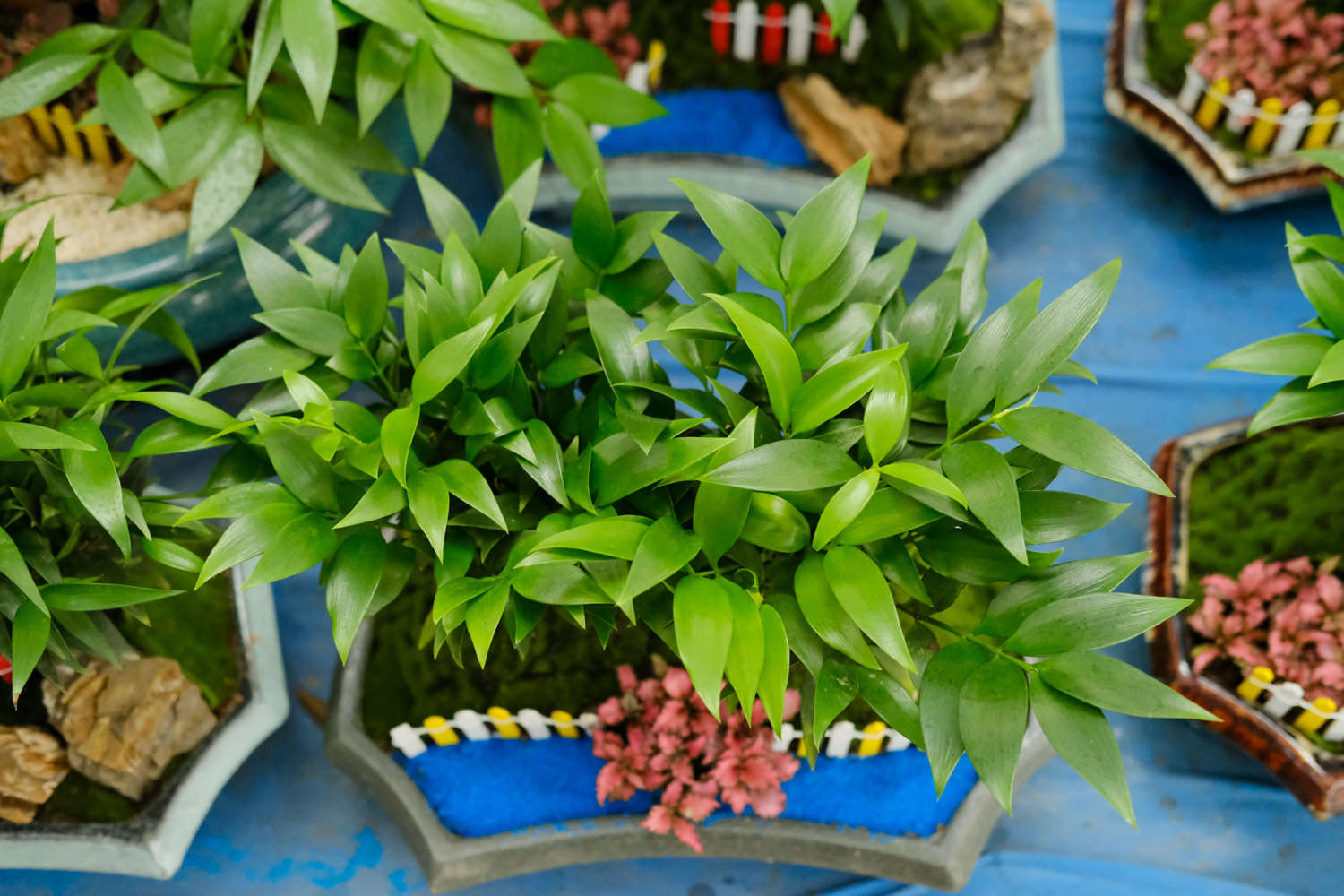 竹柏的功效和作用