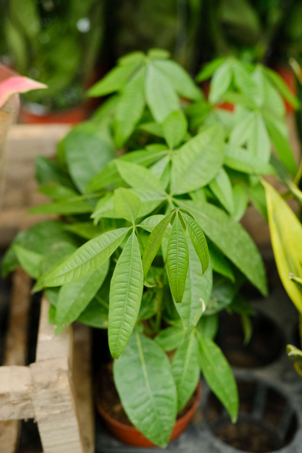 发财树 | 适合客厅养的水养植物