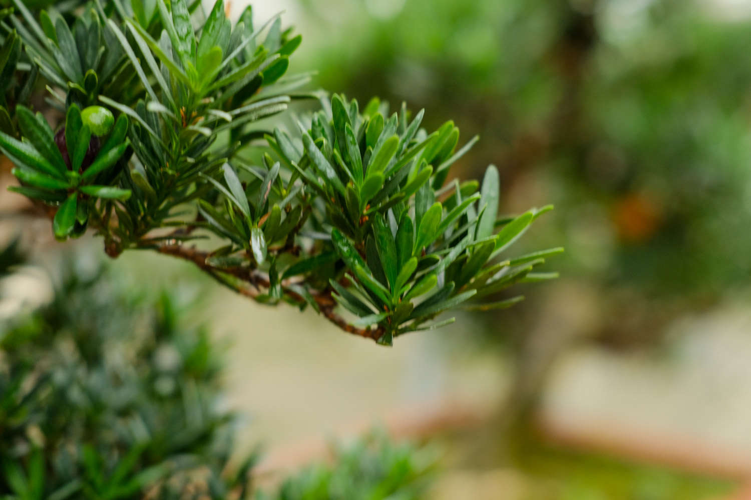 罗汉果怎么泡水喝，有什么功效与禁忌