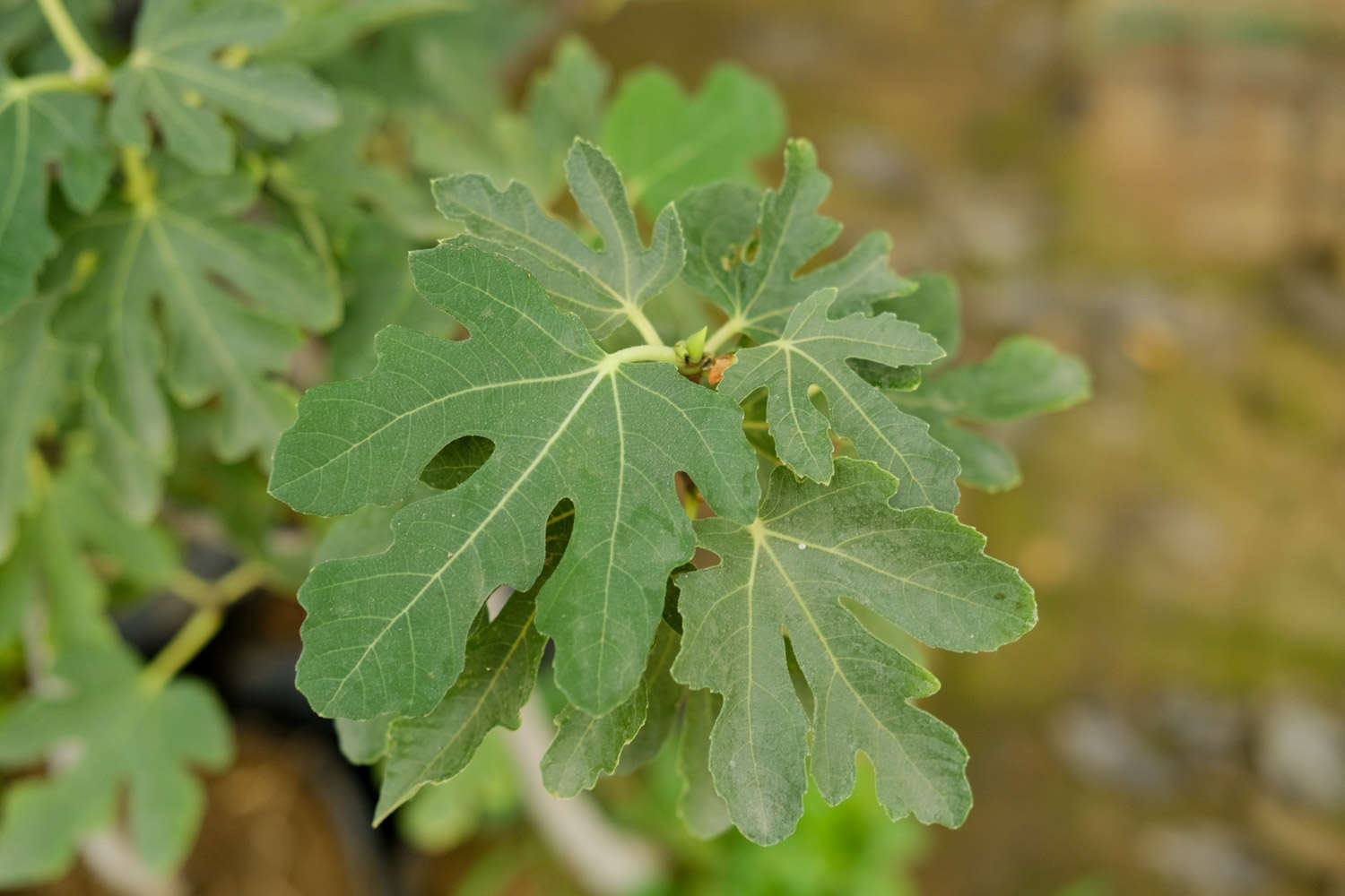 无花果怎么吃，吃无花果有什么好处