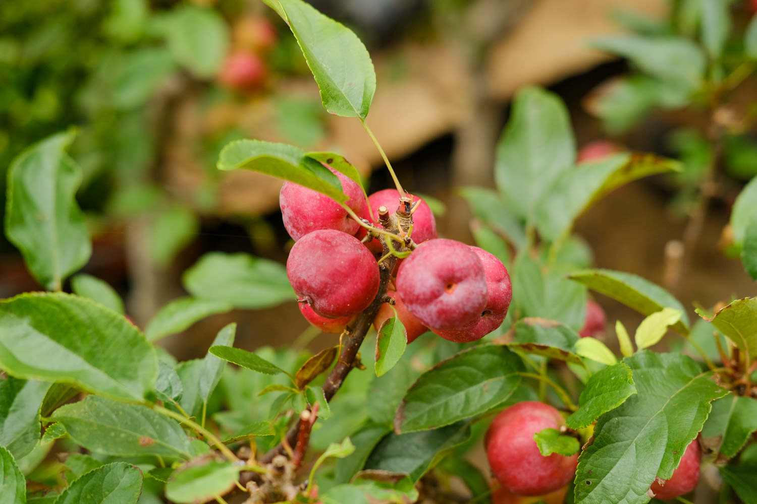 海棠果可以吃吗，海棠果什么时候成熟