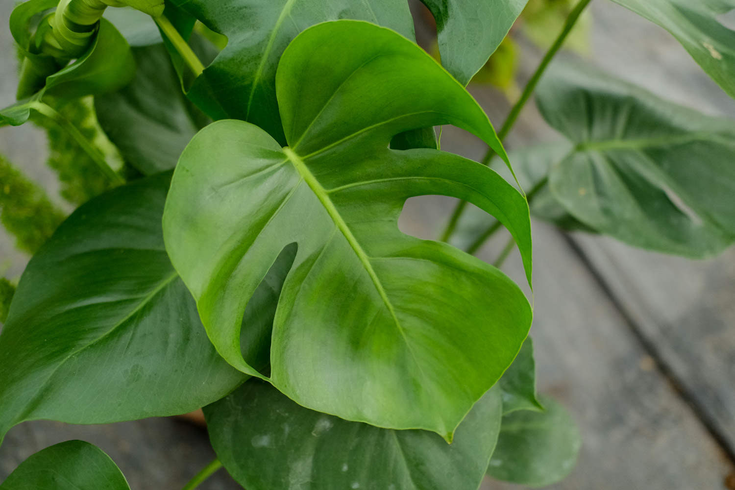 入户门口放什么植物好