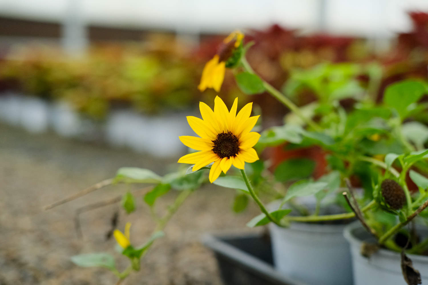 适合送给男士的鲜花