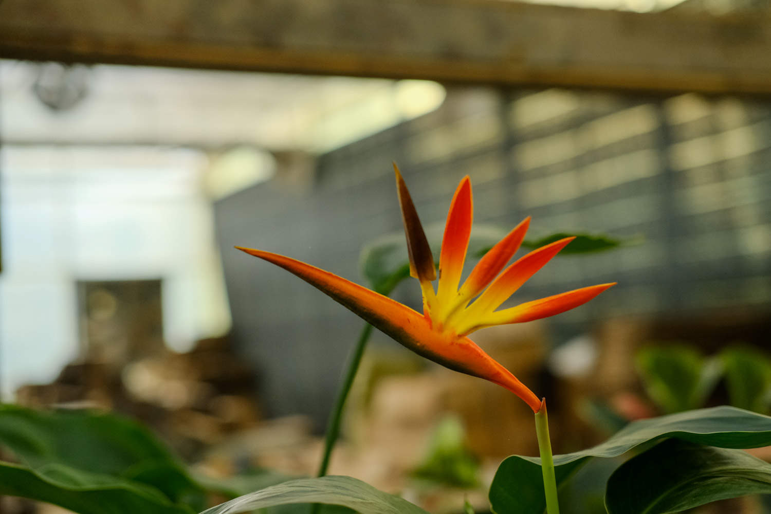 鹤望兰的品种大全