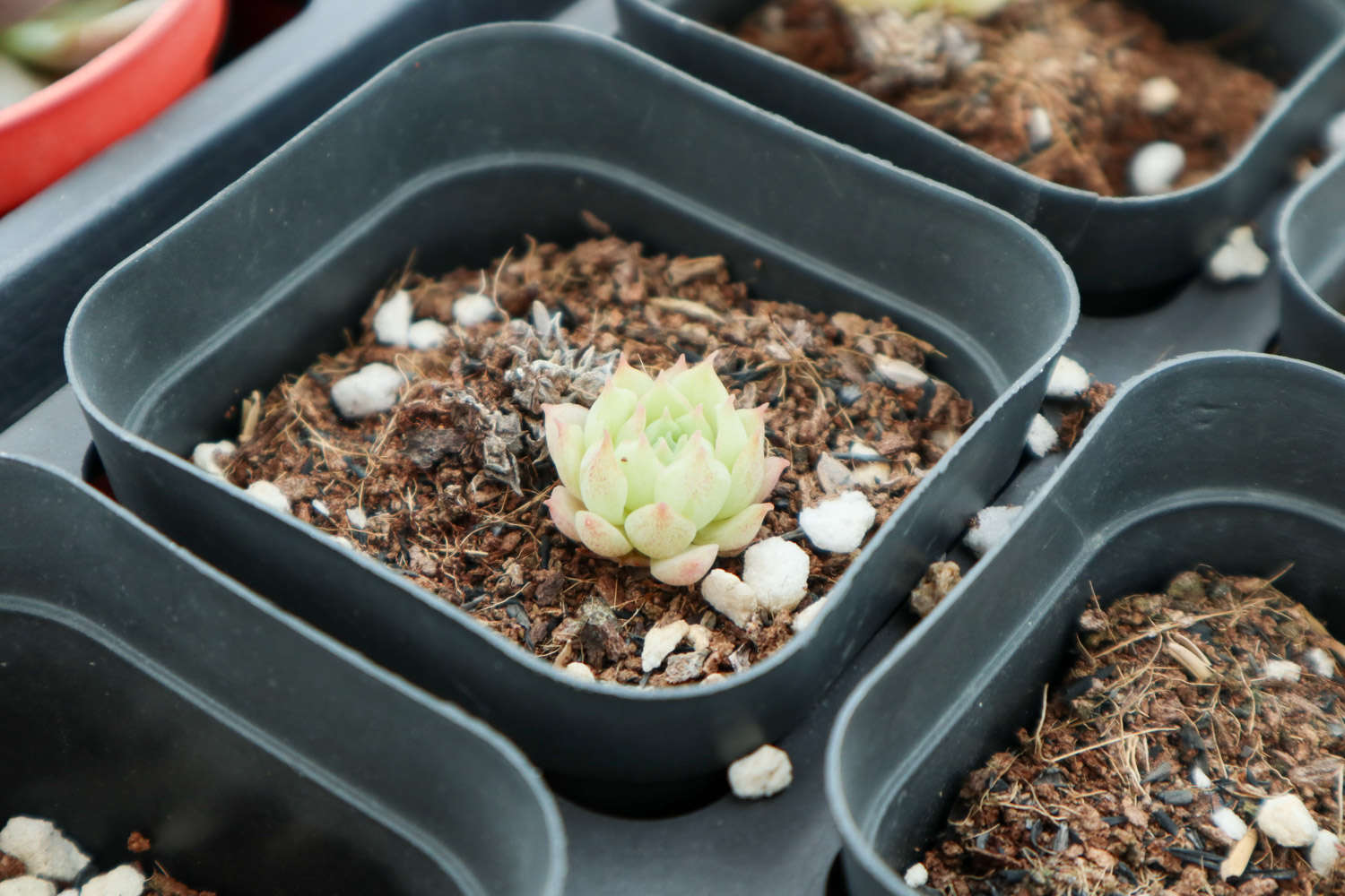 十大难养多肉，多肉哪款最难养