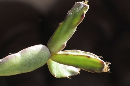 落花之舞 落花之舞