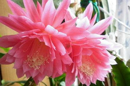 令箭荷花 令箭荷花