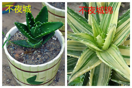 不夜城锦 不夜城锦