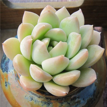 厚叶花月夜 厚叶花月夜