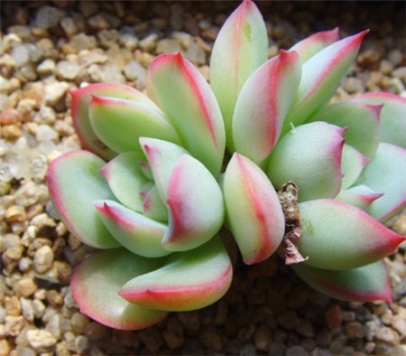 普通花月夜 普通花月夜