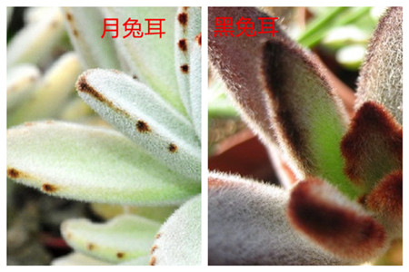 月兔耳的 月兔耳的