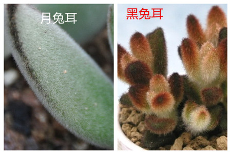 月兔耳和黑兔耳 月兔耳和黑兔耳