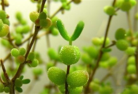 枝干番杏 枝干番杏