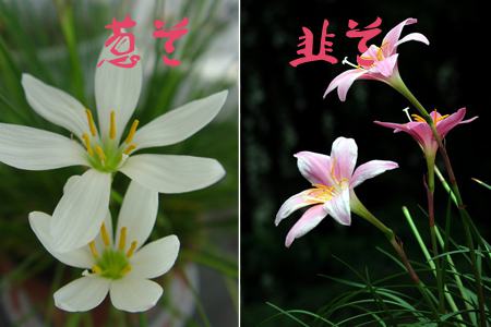 葱兰与韭兰的区别:看花朵 葱兰与韭兰的区别:看花朵