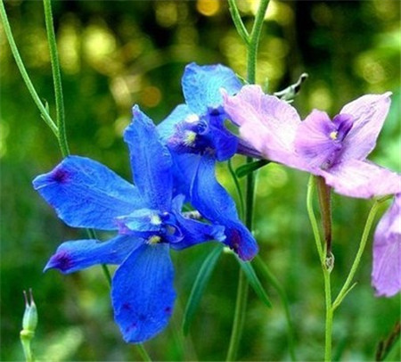 飞燕草简介 飞燕草简介