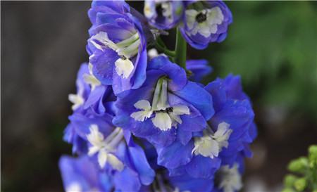 翠雀简介 翠雀简介