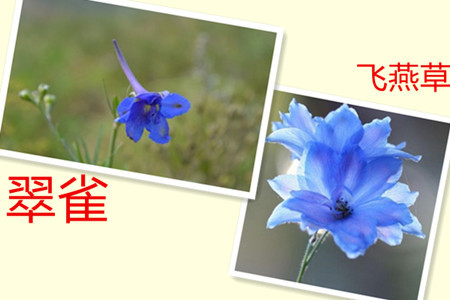 怎么区别飞燕草和翠雀 怎么区别飞燕草和翠雀