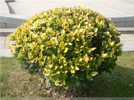 金森女贞 金森女贞