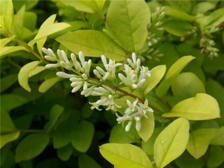 金叶女贞 金叶女贞