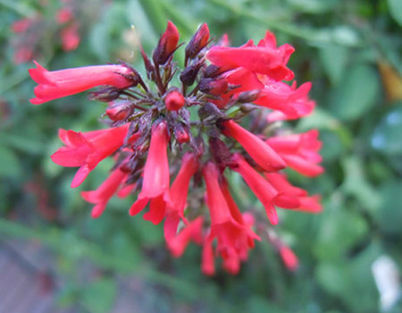 爆仗竹图片 爆仗竹图片