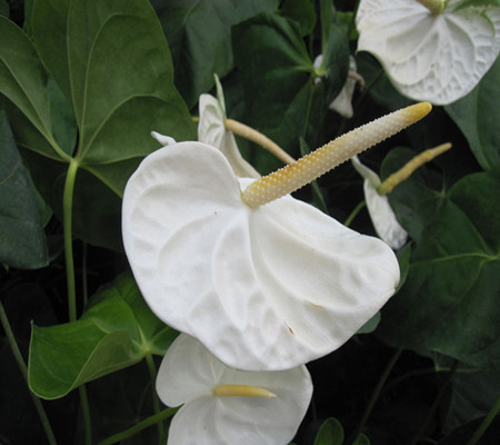 白掌图片 白掌图片