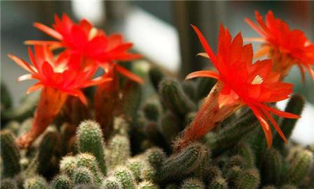 鼠尾掌白檀花期不同 鼠尾掌白檀花期不同