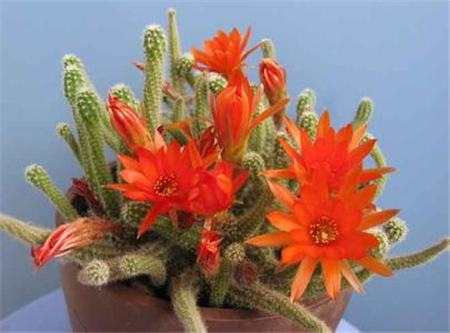 鼠尾掌白檀生态习性 鼠尾掌白檀生态习性