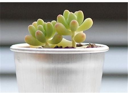 乙女心和虹之玉表面颜色的差距 乙女心和虹之玉表面颜色的差距