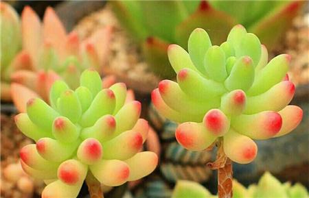 乙女心和虹之玉表面颜色的差距 乙女心和虹之玉表面颜色的差距