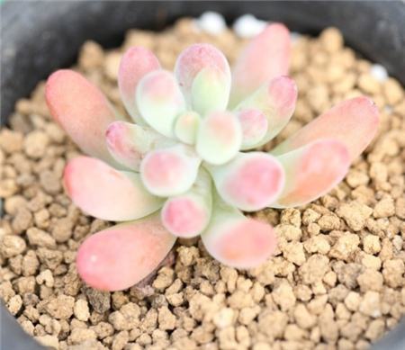 乙女心与虹之玉的区别 乙女心与虹之玉的区别