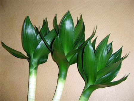 生长习性上区分 生长习性上区分