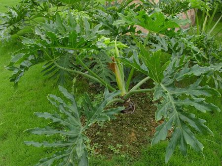 基本特征的差异 基本特征的差异