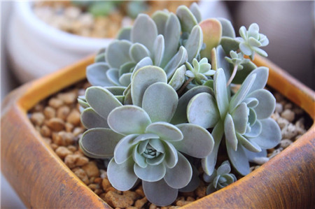 子持莲华 子持莲华