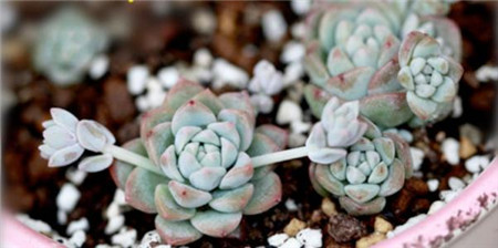 子持白莲盆栽 子持白莲盆栽