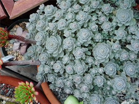 子持莲华多肉 子持莲华多肉