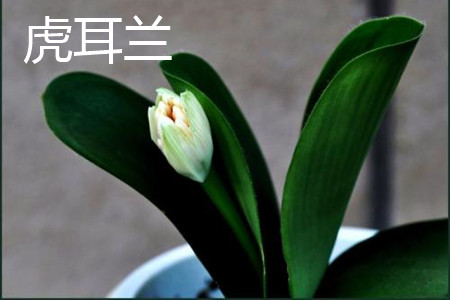 虎耳兰 虎耳兰