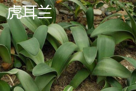 虎耳兰 虎耳兰