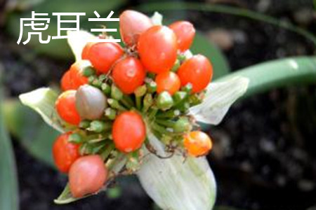 虎耳兰 虎耳兰