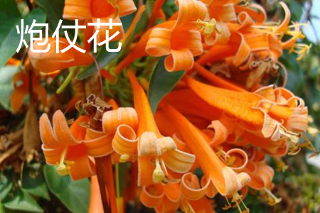 炮仗花花瓣 炮仗花花瓣